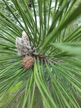 Genç ladin dalları, yakın plan. Yumuşak yeşil köknar dalları. Seçici odaklanma. Pankart ya da hikaye arkaplanı olarak kullan, tasarım ögesi.