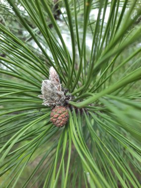 Genç ladin dalları, yakın plan. Yumuşak yeşil köknar dalları. Seçici odaklanma. Pankart ya da hikaye arkaplanı olarak kullan, tasarım ögesi.