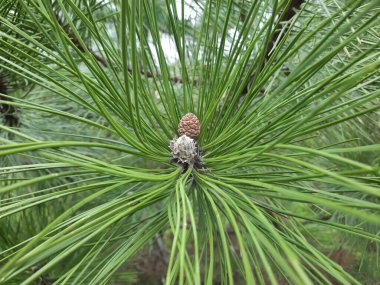 Genç ladin dalları, yakın plan. Yumuşak yeşil köknar dalları. Seçici odaklanma. Pankart ya da hikaye arkaplanı olarak kullan, tasarım ögesi.
