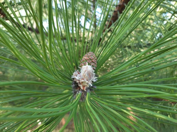 Genç ladin dalları, yakın plan. Yumuşak yeşil köknar dalları. Seçici odaklanma. Pankart ya da hikaye arkaplanı olarak kullan, tasarım ögesi.