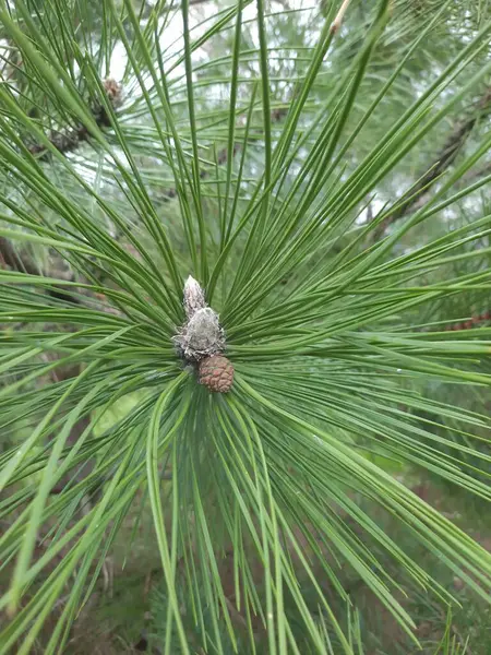 Genç ladin dalları, yakın plan. Yumuşak yeşil köknar dalları. Seçici odaklanma. Pankart ya da hikaye arkaplanı olarak kullan, tasarım ögesi.