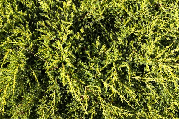 Aromatisk Grön Enbär Buske Grenar Som Bakgrund Närbild Evergreen Växt — Stockfoto