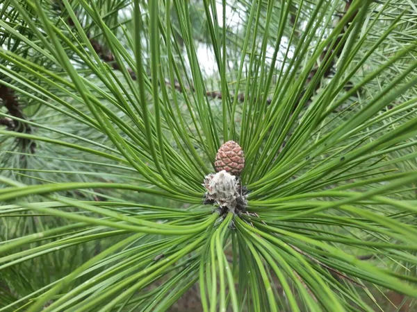 Young Branches Spruce Close Soft Green Little Fir Branches Selective — 스톡 사진