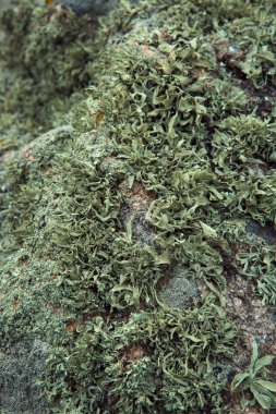 Yosun yeşili doku. Yosun arka planı. Grunge dokusunda yeşil yosun, arkaplan.