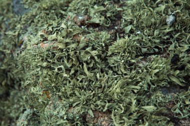 Yosun yeşili doku. Yosun arka planı. Grunge dokusunda yeşil yosun, arkaplan.