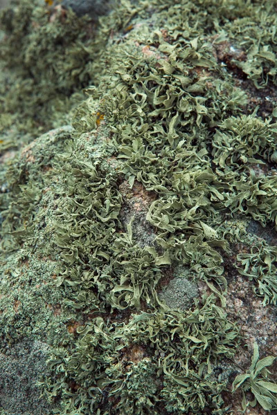 Moss Zöld Textúra Moss Háttér Zöld Moha Grunge Textúra Háttér — Stock Fotó