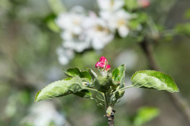 Doğanın arka planında bir elma ağacının pembe çiçekleri. Bahar. Seçici odak.