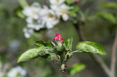 Doğanın arka planında bir elma ağacının pembe çiçekleri. Bahar. Seçici odak.