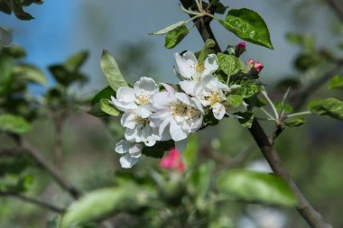 Doğanın arka planında bir elma ağacının pembe çiçekleri. Bahar. Seçici odak.