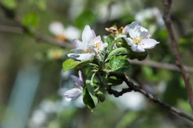 Doğanın arka planında bir elma ağacının pembe çiçekleri. Bahar. Seçici odak.