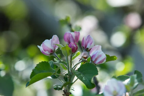 自然を背景にリンゴの木のピンクの花 選択的焦点 — ストック写真