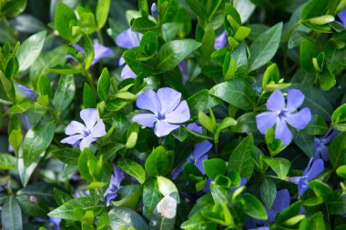 Vinca minor (ortak adları daha az periwinkle, cüce periwinkle, küçük periwinkle, ortak periwinkle) orta ve güney Avrupa'ya özgü çiçekli bitki türüdür.
