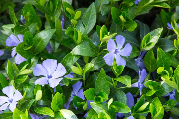 Vinca minor (ortak adları daha az periwinkle, cüce periwinkle, küçük periwinkle, ortak periwinkle) orta ve güney Avrupa'ya özgü çiçekli bitki türüdür.