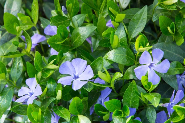 Vinca minor (ortak adları daha az periwinkle, cüce periwinkle, küçük periwinkle, ortak periwinkle) orta ve güney Avrupa'ya özgü çiçekli bitki türüdür.