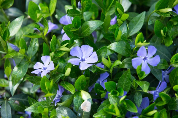 Vinca minor (ortak adları daha az periwinkle, cüce periwinkle, küçük periwinkle, ortak periwinkle) orta ve güney Avrupa'ya özgü çiçekli bitki türüdür.