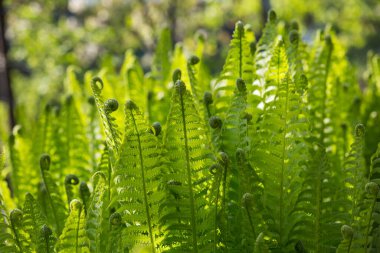 Renkli eğreltiotu yaprakları yeşil yapraklar güneş ışığında doğal çiçek eğreltiotu arkaplanı.