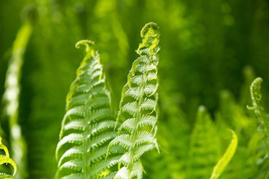 Renkli eğreltiotu yaprakları yeşil yapraklar güneş ışığında doğal çiçek eğreltiotu arkaplanı.