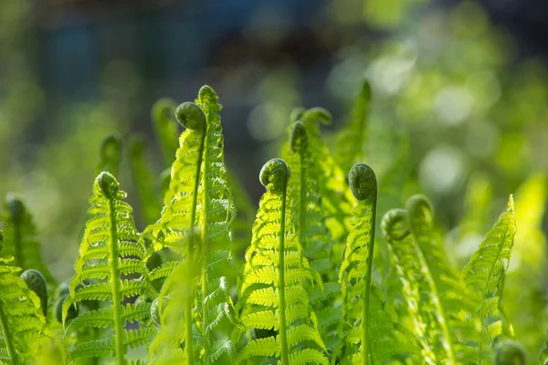 Renkli eğreltiotu yaprakları yeşil yapraklar güneş ışığında doğal çiçek eğreltiotu arkaplanı.