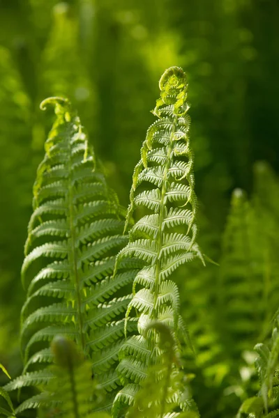 色彩斑斓的蕨类叶绿叶自然植物蕨类背景在阳光下 — 图库照片
