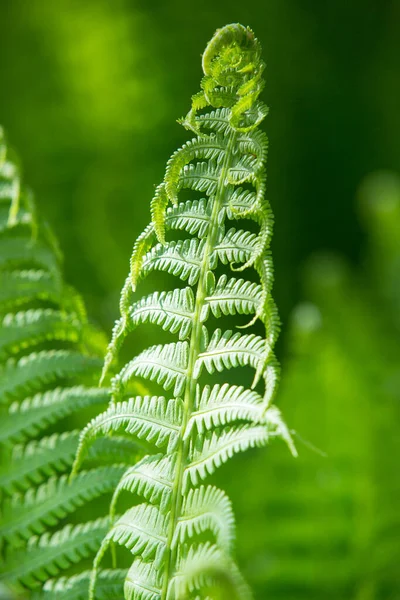 Kolorowe Paprocie Liście Zielone Naturalne Kwiatowe Tło Paproci Słońcu — Zdjęcie stockowe