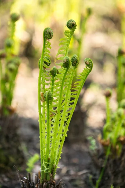Barevné Kapradiny Listy Zelené Listy Přírodní Květinové Kapradí Slunci — Stock fotografie