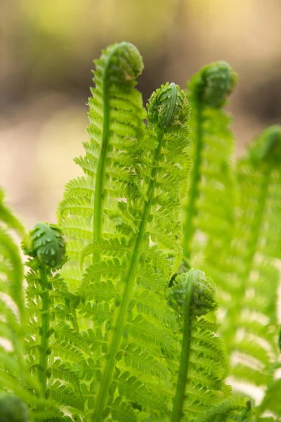 Kolorowe Paprocie Liście Zielone Naturalne Kwiatowe Tło Paproci Słońcu — Zdjęcie stockowe