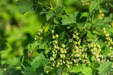 Kırmızı üzümlü üzümlü, olgunlaşmamış yeşil böğürtlen. İlkbaharın başında frenk üzümü. Frenk üzümünün olgunlaşmamış yeşil meyveleri..