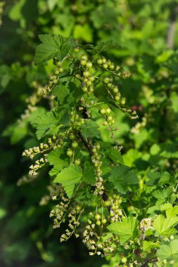 Kırmızı üzümlü üzümlü, olgunlaşmamış yeşil böğürtlen. İlkbaharın başında frenk üzümü. Frenk üzümünün olgunlaşmamış yeşil meyveleri..