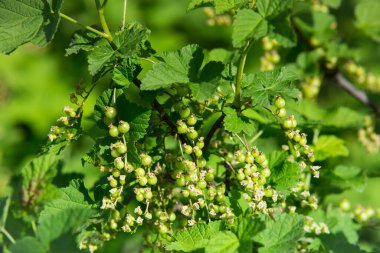 Kırmızı üzümlü üzümlü, olgunlaşmamış yeşil böğürtlen. İlkbaharın başında frenk üzümü. Frenk üzümünün olgunlaşmamış yeşil meyveleri..