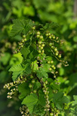 Kırmızı üzümlü üzümlü, olgunlaşmamış yeşil böğürtlen. İlkbaharın başında frenk üzümü. Frenk üzümünün olgunlaşmamış yeşil meyveleri..