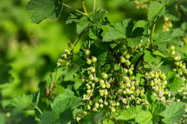 Kırmızı üzümlü üzümlü, olgunlaşmamış yeşil böğürtlen. İlkbaharın başında frenk üzümü. Frenk üzümünün olgunlaşmamış yeşil meyveleri..
