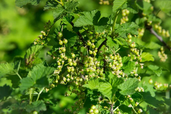 Kırmızı üzümlü üzümlü, olgunlaşmamış yeşil böğürtlen. İlkbaharın başında frenk üzümü. Frenk üzümünün olgunlaşmamış yeşil meyveleri..