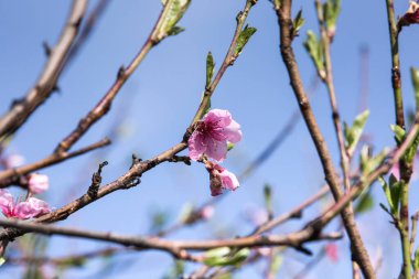 Çiçekli şeftali ağacı. Dallardaki pembe çiçekler bulanık mavi gökyüzü arkaplanına karşı.