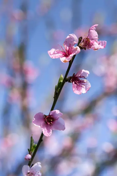 桃の木の開花枝 青い空を背景に枝にピンクの花を咲かせます — ストック写真