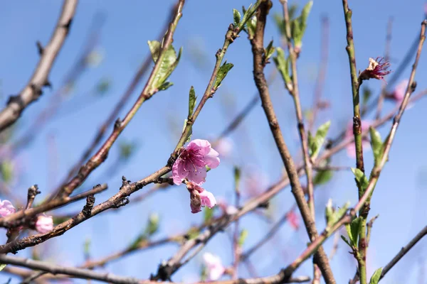 Blooming Peach Tree Pink Flowers Branches Blurred Blue Sky Background — Stockfoto