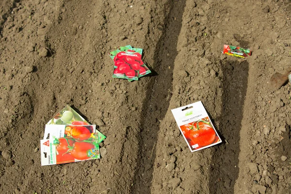 Dnipro Ukraine 2022 Close Line Vegetable Seeds Prepared Planting Ground — Stock Fotó