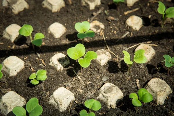 Young Shoots Radish Prepared Planting Rows Radish Seedlings Selective Focus — Stock Fotó