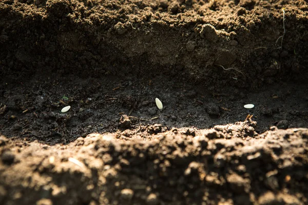 Seeds Seedlings Cucumbers Prepared Planting Ground Seeds Rows Recesses Garden — Stock Fotó