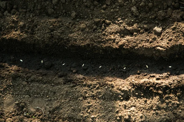 Las Semillas Las Plantas Semillero Los Pepinos Preparan Para Plantación — Foto de Stock