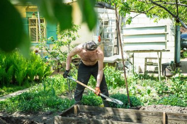 Yetişkin bir adam, kişisel bir komploda yüksek yataklar yapar. Efendi, yatağın ahşap çerçevesine kürekle bereketli toprak döker..