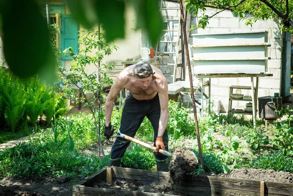Yetişkin bir adam, kişisel bir komploda yüksek yataklar yapar. Efendi, yatağın ahşap çerçevesine kürekle bereketli toprak döker..