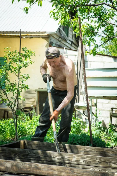 Yetişkin bir adam, kişisel bir komploda yüksek yataklar yapar. Efendi, yatağın ahşap çerçevesine kürekle bereketli toprak döker..