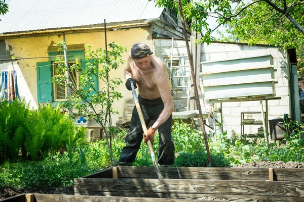 Yetişkin bir adam, kişisel bir komploda yüksek yataklar yapar. Efendi, yatağın ahşap çerçevesine kürekle bereketli toprak döker..