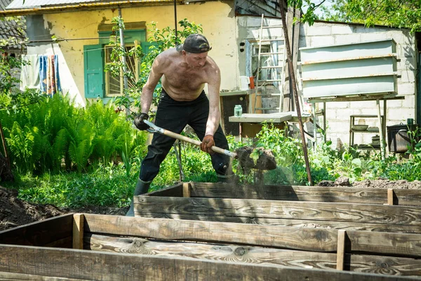 Yetişkin bir adam, kişisel bir komploda yüksek yataklar yapar. Efendi, yatağın ahşap çerçevesine kürekle bereketli toprak döker..