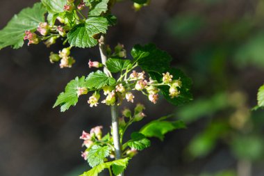 Bahçesinde yeşil yapraklar olan siyah frenk üzümü çiçeği çalısı. Bahçedeki yeşil çiçekler. Frenk üzümünün olgunlaşmamış meyveleri..