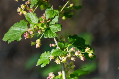 Bahçesinde yeşil yapraklar olan siyah frenk üzümü çiçeği çalısı. Bahçedeki yeşil çiçekler. Frenk üzümünün olgunlaşmamış meyveleri..