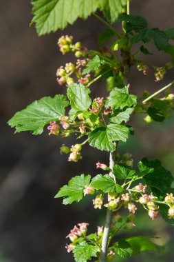 Bahçesinde yeşil yapraklar olan siyah frenk üzümü çiçeği çalısı. Bahçedeki yeşil çiçekler. Frenk üzümünün olgunlaşmamış meyveleri..