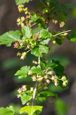 Bahçesinde yeşil yapraklar olan siyah frenk üzümü çiçeği çalısı. Bahçedeki yeşil çiçekler. Frenk üzümünün olgunlaşmamış meyveleri..
