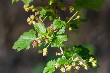 Bahçesinde yeşil yapraklar olan siyah frenk üzümü çiçeği çalısı. Bahçedeki yeşil çiçekler. Frenk üzümünün olgunlaşmamış meyveleri..