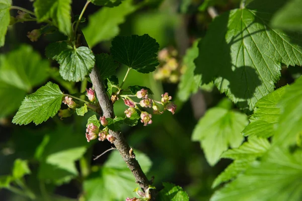 Blommande Buske Svarta Vinbär Med Gröna Blad Trädgården Gröna Blommor — Stockfoto